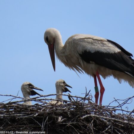 Bociany Ustroń 16.06.2022 Beskidek z pisklętami