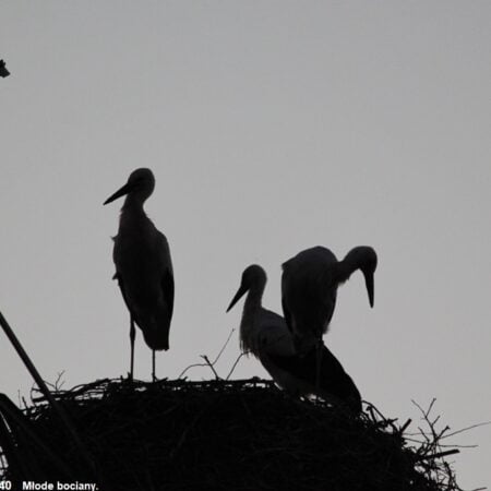 Bociany Ustroń 3.08.2022 - Młode bociany wieczorem