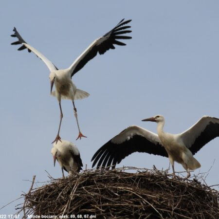 Bociany Ustroń 1.08.2022 Młode bociany