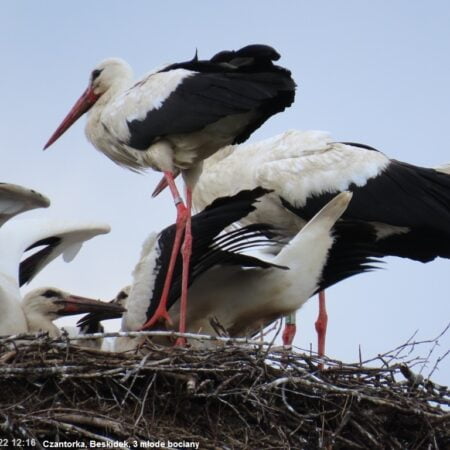 Bociany Ustroń 2.08.2022 Czantorka, Beskidek i młode