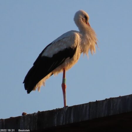 Bociany Ustroń 9.08.2022 Beskidek
