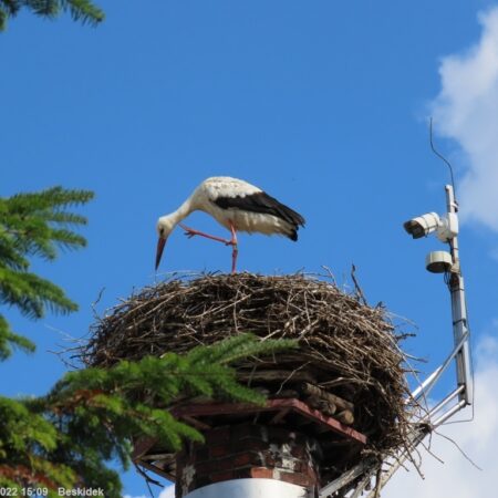 Bociany Ustroń 11.08.2022 Beskidek