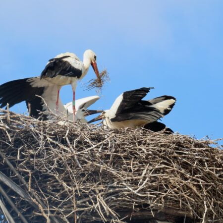 Bociany Ustroń 12.08.2021 - Beskidek z młodymi