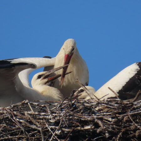 Bociany Ustroń 13.08.2021 - Karmienie młodych bocianów