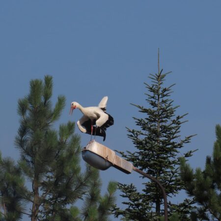 Bociany Ustroń 14.08.2021 - Czantorka