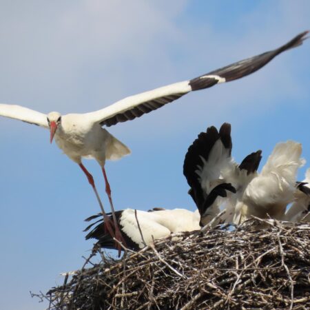 Bociany Ustroń 14.08.2021 - Czantorka odlatuje