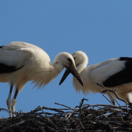 Bociany Ustroń 15.08.2021 - Młode bociany