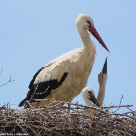Bociany Ustroń 8.06.2023 Czantorka z pisklakami