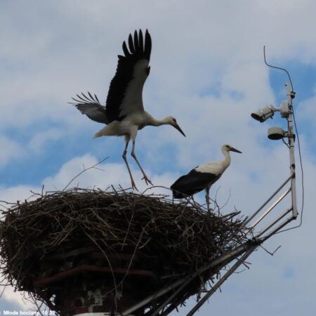 Bociany Ustroń 17.07.2023 Młode bociany. 16:34