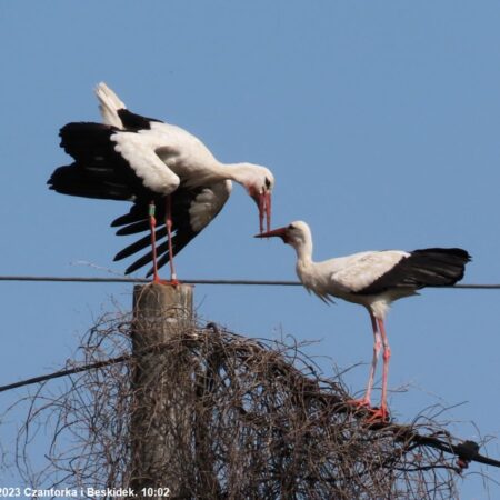 Bociany Ustroń 25.07.2023 Czantorka i Beskidek 140 m od gniazda. 10:02