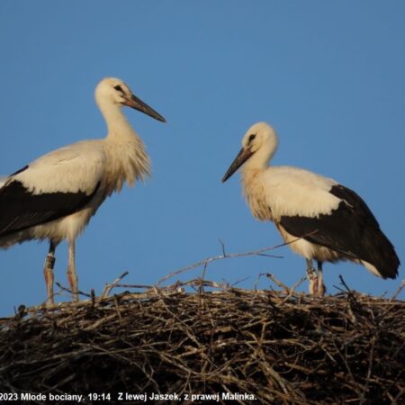 Bociany Ustroń 19-07.2023 Młode bociany (Jaszek, Malinka) 19:14