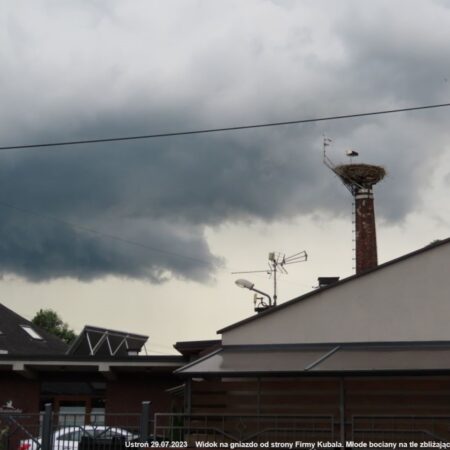 Bociany Ustroń 29.07.2023 Widok na gniazdo. Młode bociany 18:20