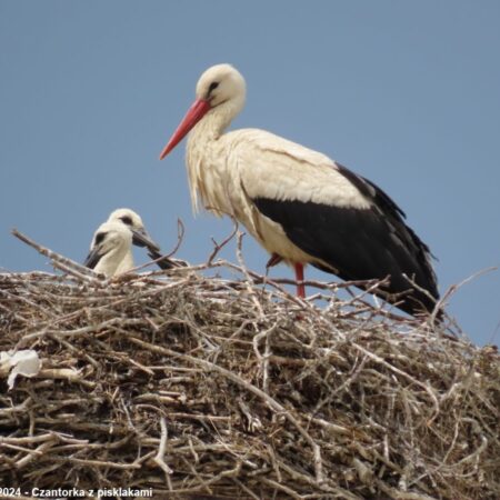 Bociany Ustroń 31.05.2024 Czantorka z pisklętami