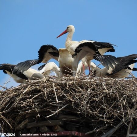 Bociany Ustroń 17.07.2024 Czantorka karmi 4 młode.