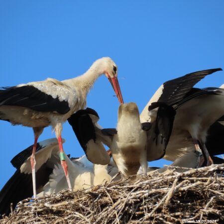 Bociany Ustroń 19.07.2024 Beskidek karmi 4 młode
