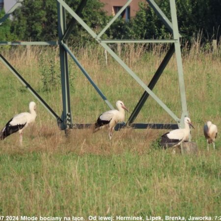 Bociany Ustroń 22.07.2024 Młode bociany na łące