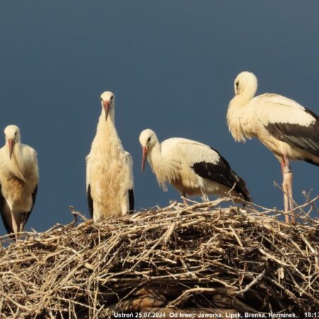 Bociany Ustroń 25.07.2024 Młode bociany