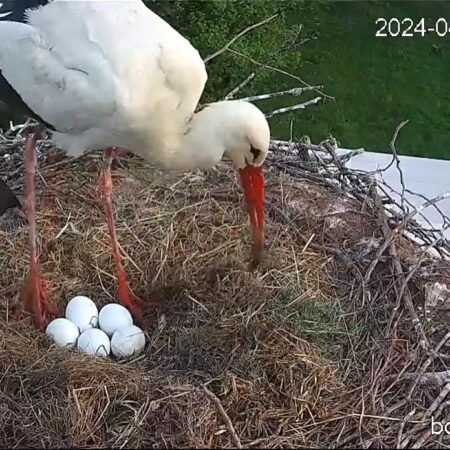 Bociany Ustroń 13.04.2025 - 5 jajek, Czantorka
