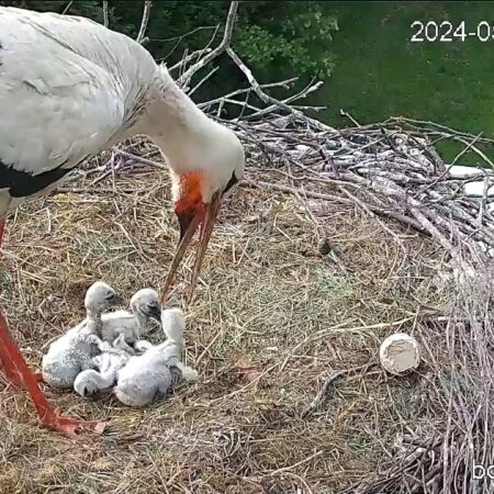 Bociany Ustroń 5.05.2025 - 4 pisklęta, Czantorka