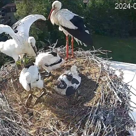 Bociany Ustroń 13.06.2025 - 4 pisklęta po obrączkowaniu, Czantorka