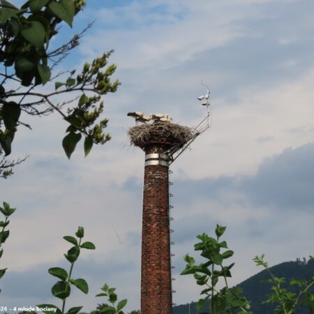 Ustroń 11.07.2024 - 4 młode bociany