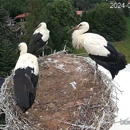 Bociany Ustroń 20.07.2025 - 4 młode bociany