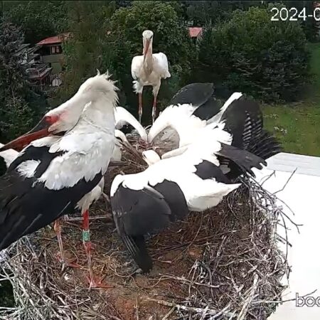 Bociany Ustroń 20.07.2025 - 4 młode bociany, Beskidek i Czantorka