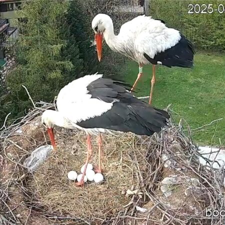 Bociany Ustroń 14.04.2025 - 5 jajek, Czantorka, Beskidek