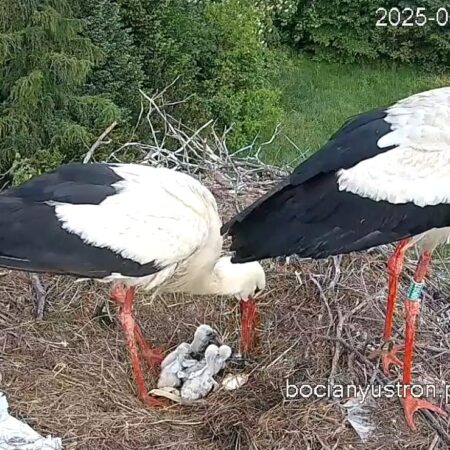 Bociany Ustroń 11.05.2025 - 4 pisklęta, Czantorka, Beskidek