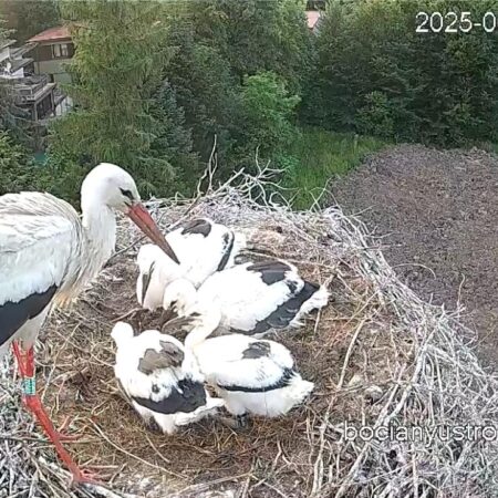 Bociany Ustroń 11.06.2025 - Beskidek i 4 pisklęta