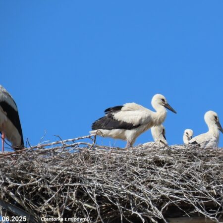 Bociany Ustroń 21.06.2025 Czantorka z młodymi
