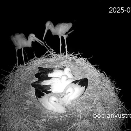 Bociany Ustroń 4.07.2025 - Czantorka, Beskidek i 4 młode bociany