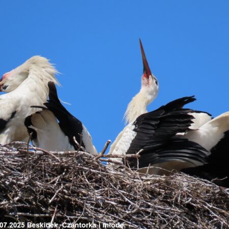 Bociany Ustroń 13.07.2025 Beskidek, Czantorka i młode.