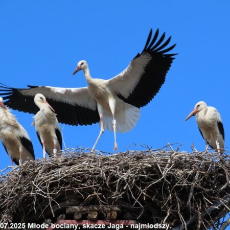 Bociany Ustroń 22.07.2025 Młode bociany