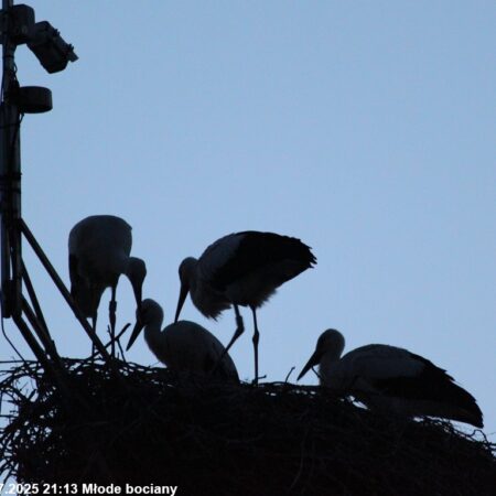 Bociany Ustroń 23.07.2025 21:13 Młode bociany