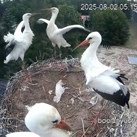 Bociany Ustroń 2.08.2025 - 4 młode bociany