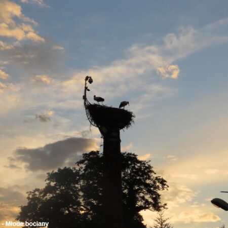 Bocianie gniazdo w Ustroniu 10.08.2021 - Młode bociany o zachodzie słońca