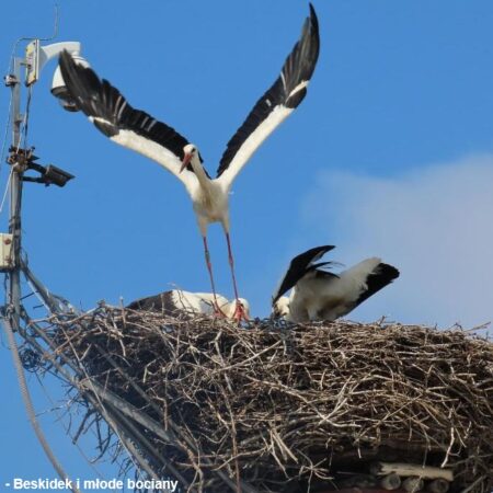 Bocianie gniazdo w Ustroniu 12.08.2021 - Beskidek i młode bociany
