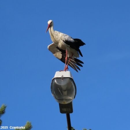 Bociany Ustroń 30.07.2025 Czantorka