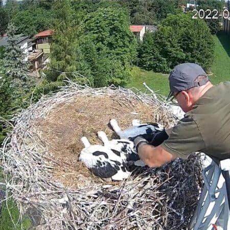 2022-06-29 Bociany Ustroń, obrączkowanie piskląt